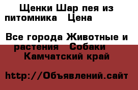 Щенки Шар пея из питомника › Цена ­ 25 000 - Все города Животные и растения » Собаки   . Камчатский край